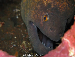 Gymnotorax Javanicus with shrimp by Alex Varani 